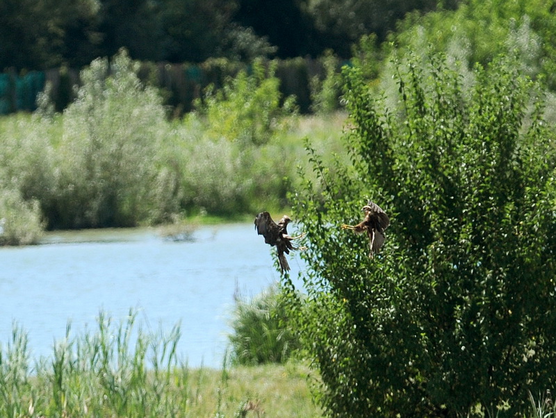 Ad ali spiegate, il sogno di Icaro.