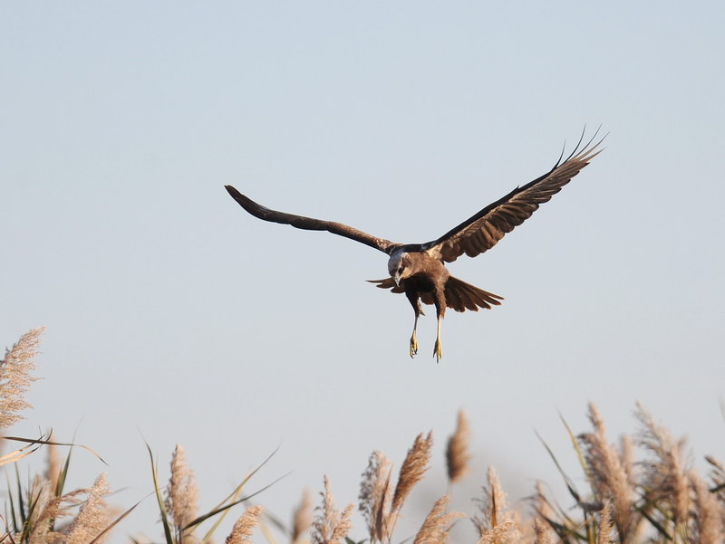 Falco di palude