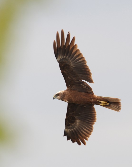 Falco di palude, maschio e femmina