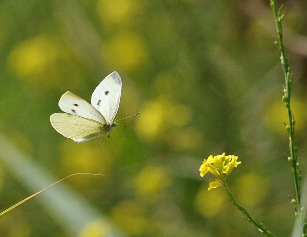 Galleria di insetti in volo