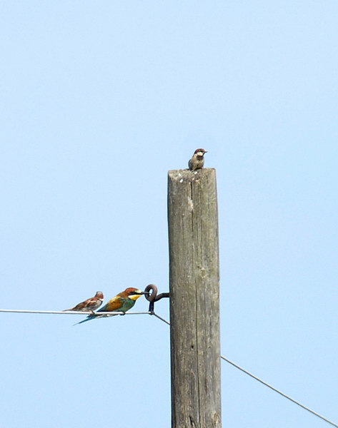 Avifauna humor