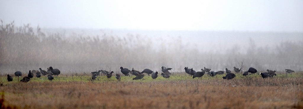 Folla di gallinelle d''acqua