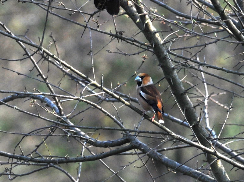 Frosone - Coccothraustes coccothraustes