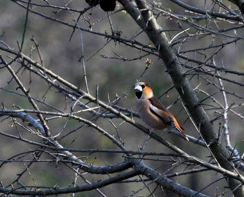 Frosone - Coccothraustes coccothraustes