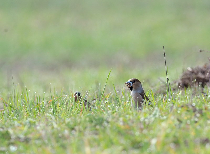 Frosone - Coccothraustes coccothraustes