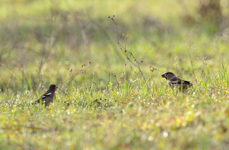 Frosone - Coccothraustes coccothraustes