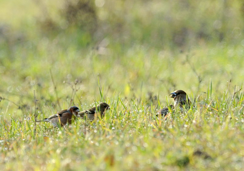 Frosone - Coccothraustes coccothraustes