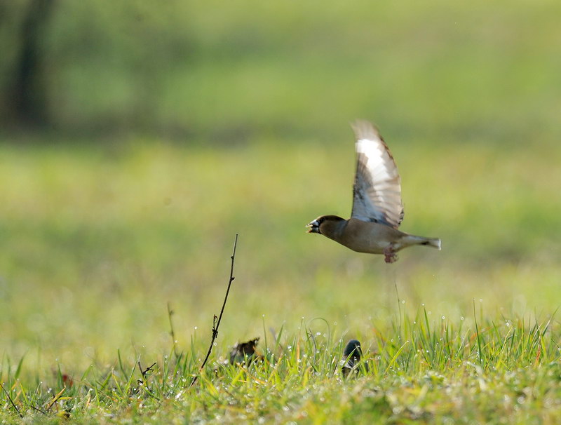 Frosone - Coccothraustes coccothraustes