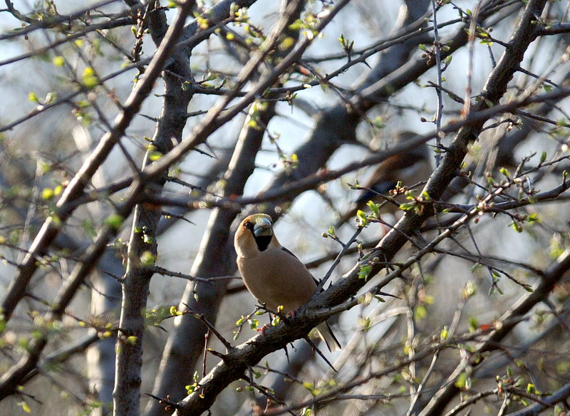 Frosone - Coccothraustes coccothraustes