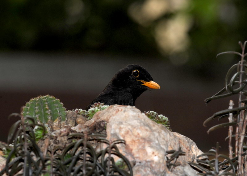 Avifauna humor