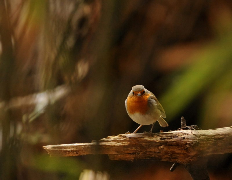 Avifauna humor