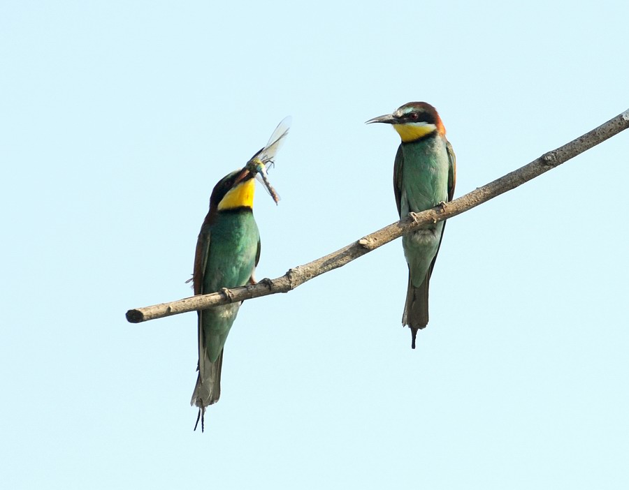 Gruccioni, furto di libellula.