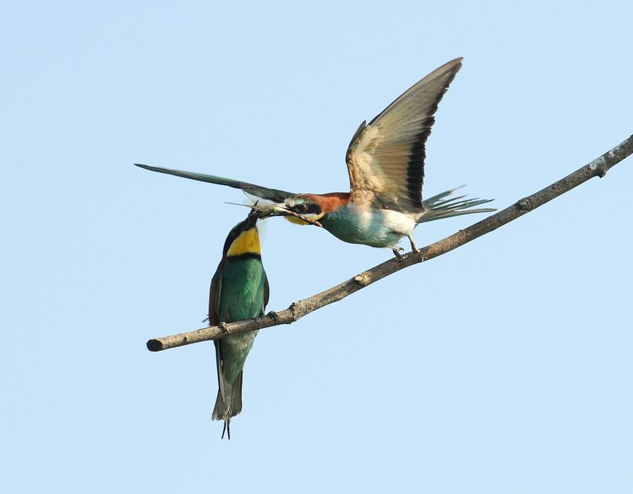 Gruccioni, furto di libellula.