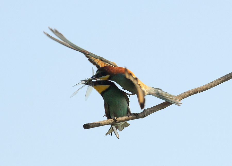 Gruccioni, furto di libellula.