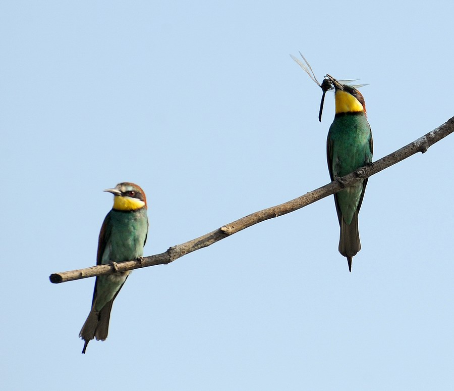 Gruccioni, furto di libellula.