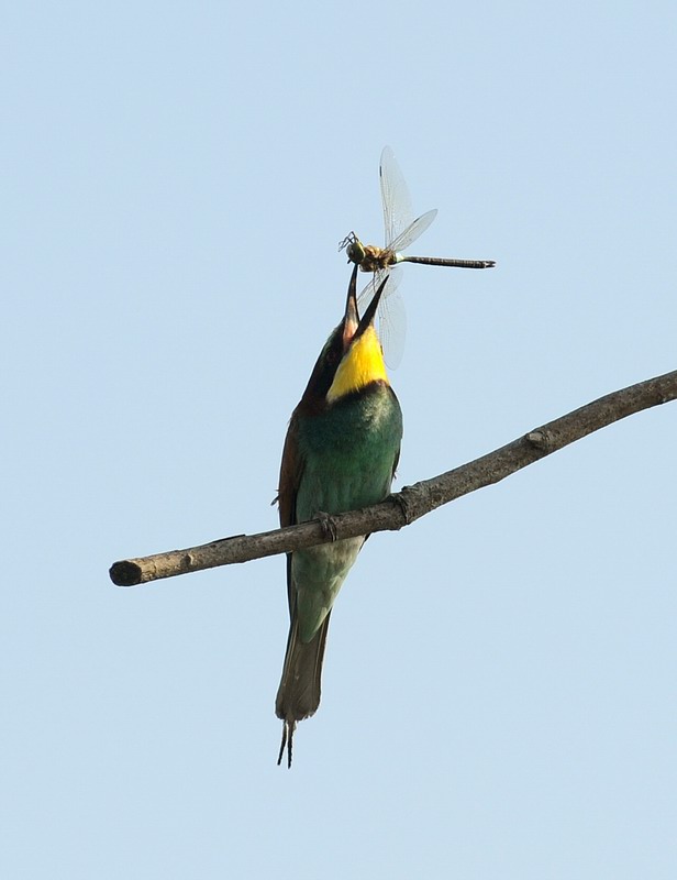 Gruccioni, furto di libellula.