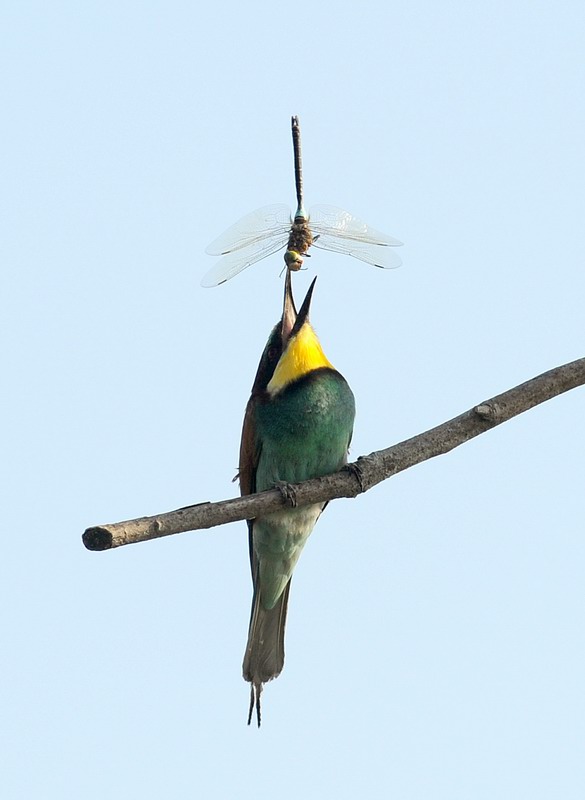 Gruccioni, furto di libellula.