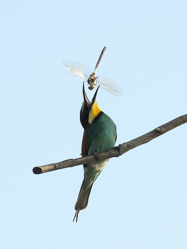 Gruccioni, furto di libellula.