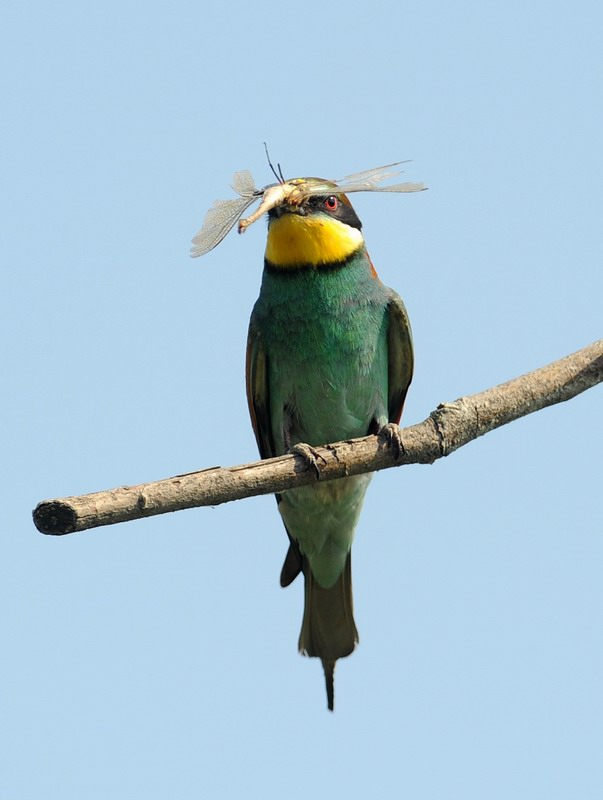 Gruccioni, furto di libellula.