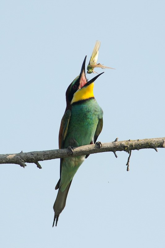 Gruccioni, furto di libellula.