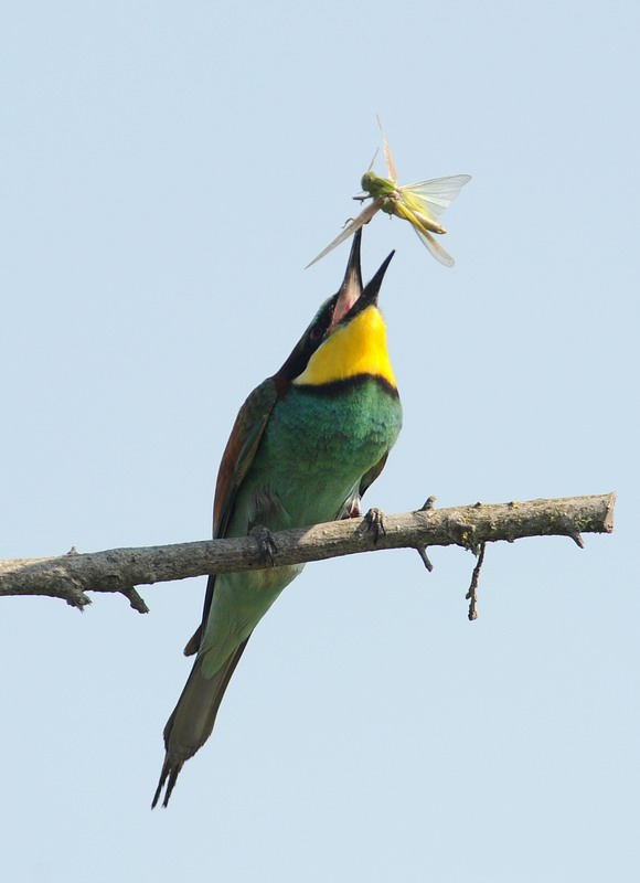 Gruccioni, furto di libellula.