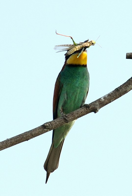 Gruccioni, furto di libellula.