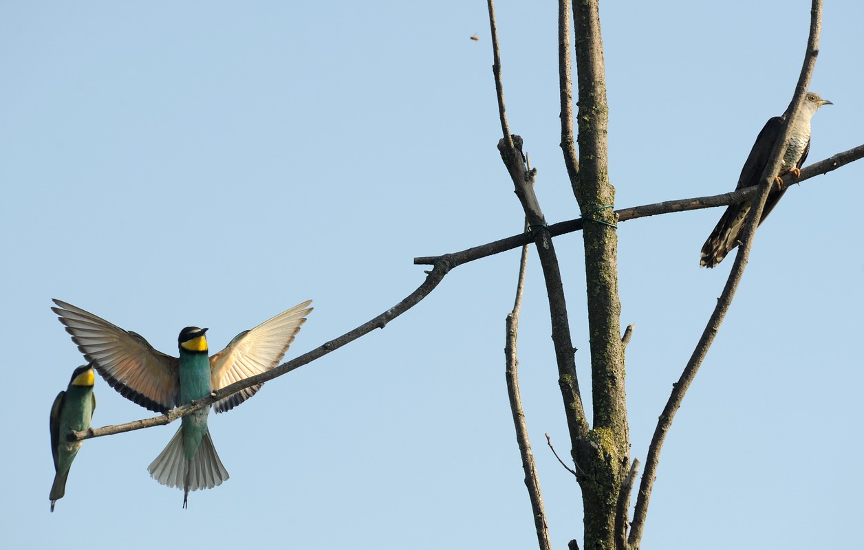 Gruccioni, furto di libellula.