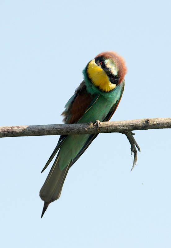 Gruccioni, furto di libellula.