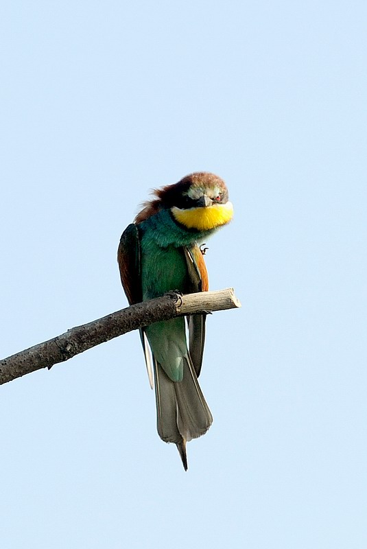 Gruccioni, furto di libellula.