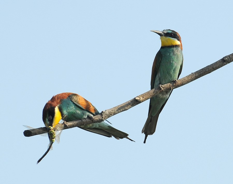 Gruccioni, furto di libellula.