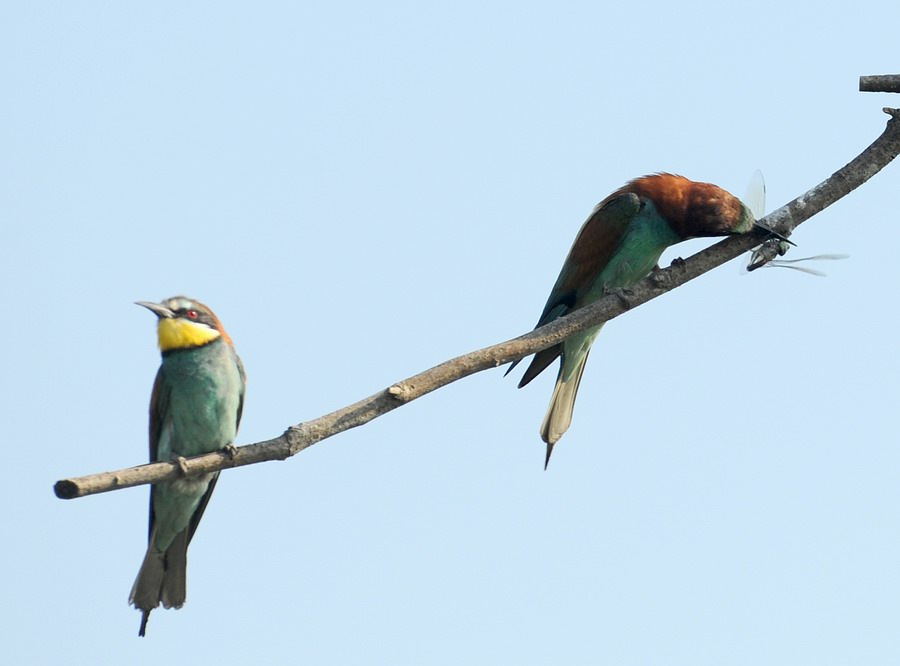 Gruccioni, furto di libellula.