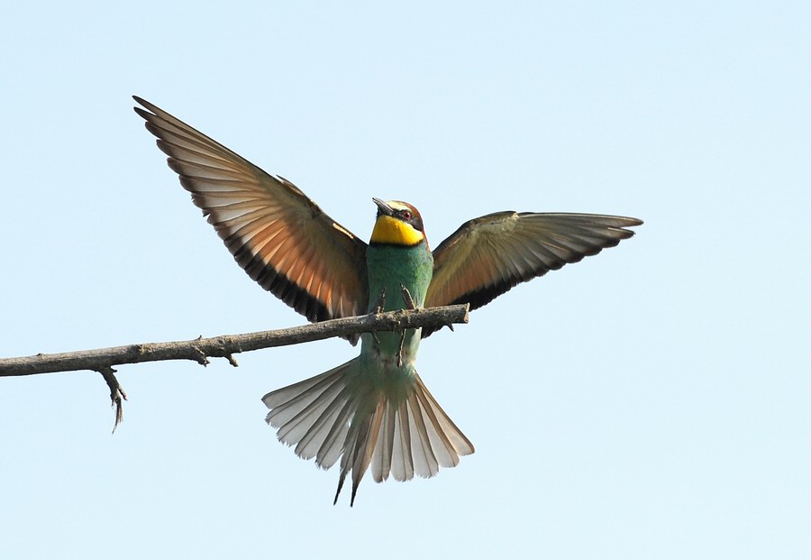 Gruccioni, furto di libellula.