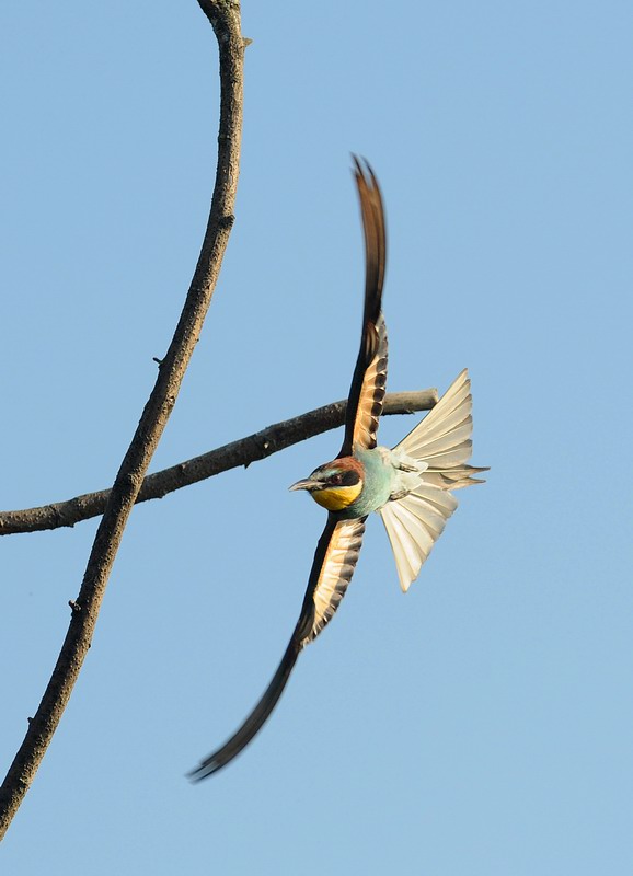 Gruccioni, furto di libellula.