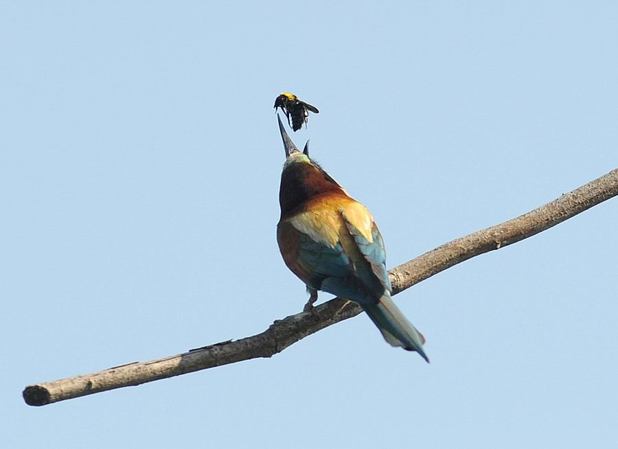 Gruccioni, furto di libellula.