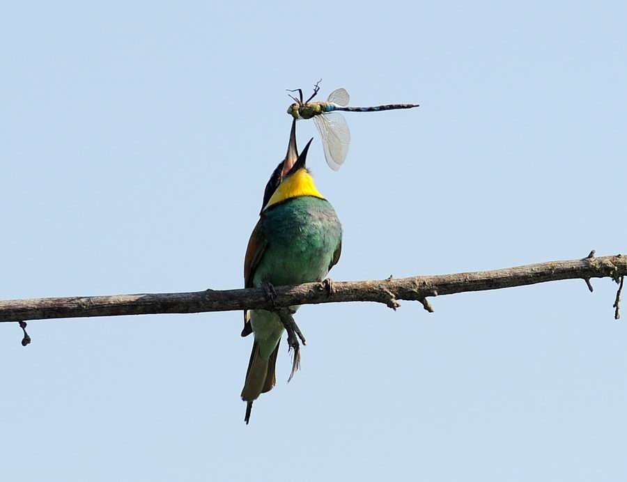 Gruccioni, furto di libellula.