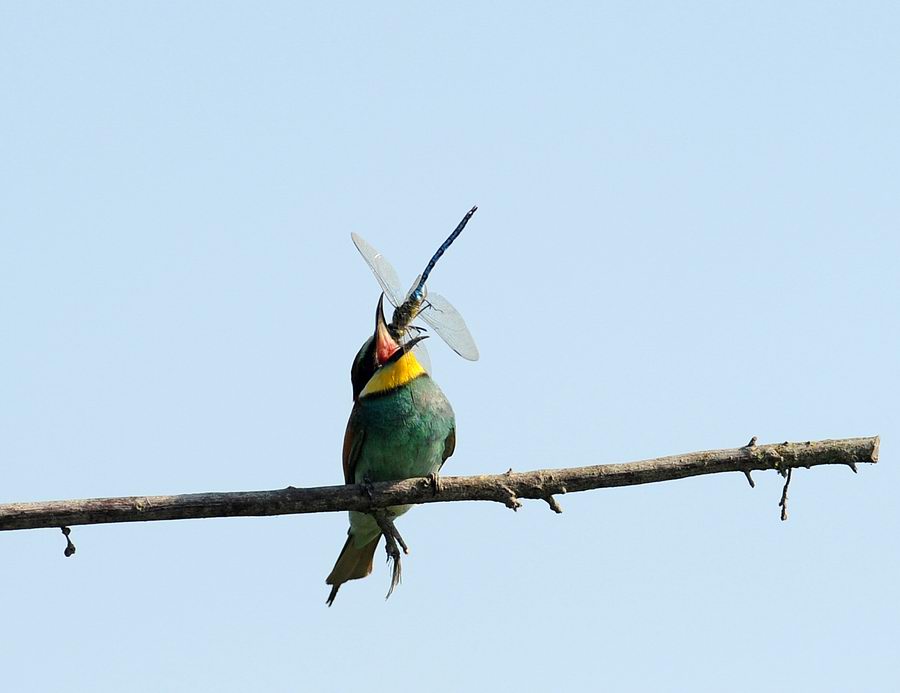 Gruccioni, furto di libellula.