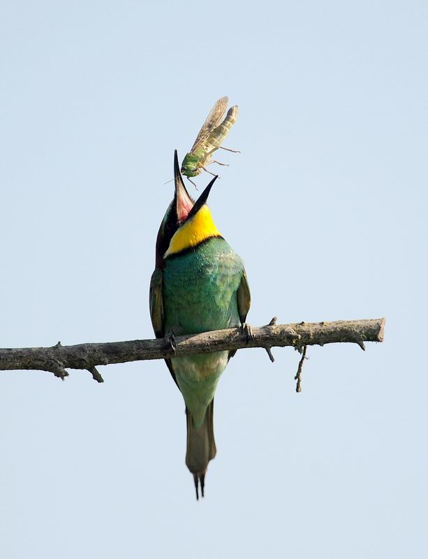 Gruccioni, furto di libellula.