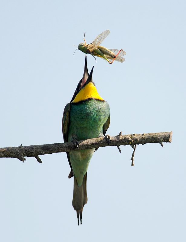 Gruccioni, furto di libellula.