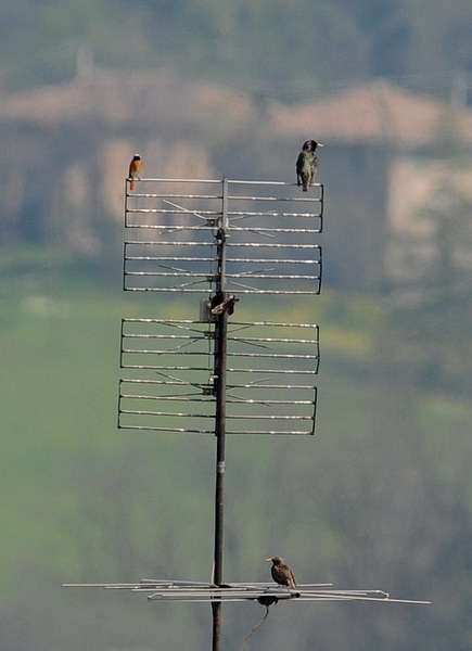 Avifauna humor