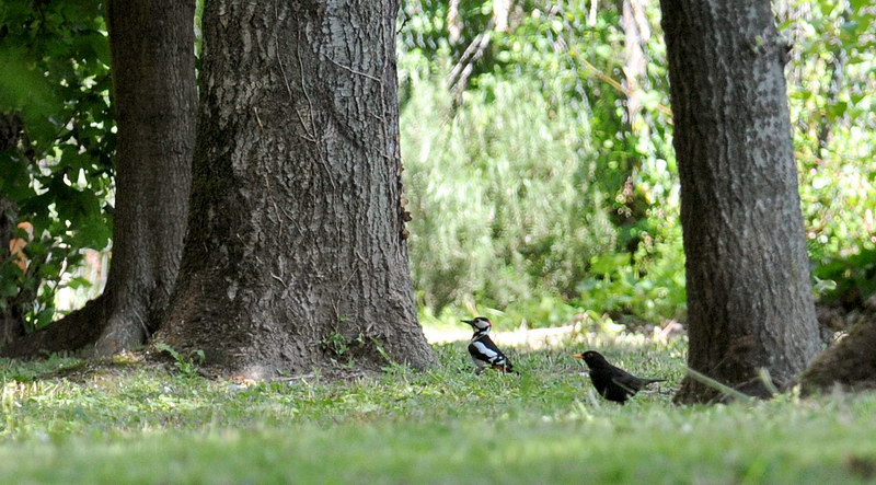 Avifauna humor