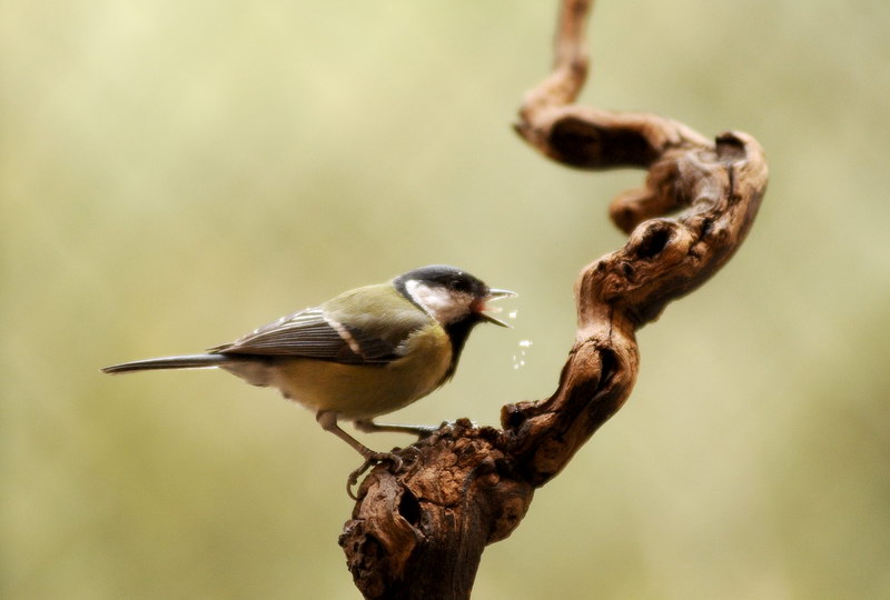 Avifauna humor