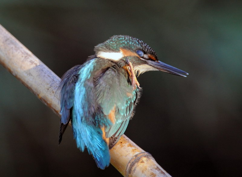 Tortora selvatica - Preening - Membrana nittitante.