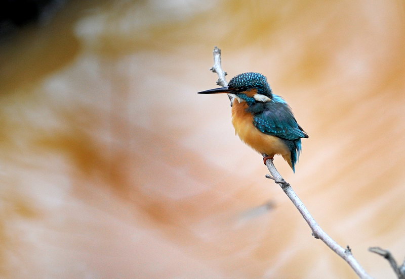 Il martin pescatore, oggi.