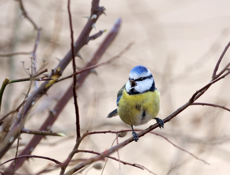 Avifauna humor