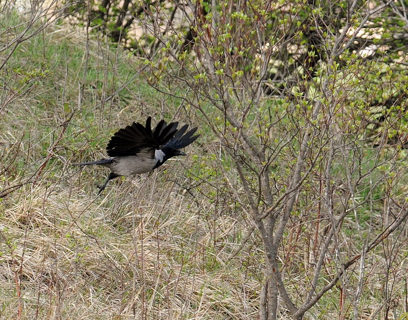 Avifauna humor