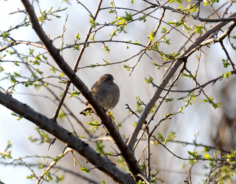 Passera scopaiola - Prunella modularis