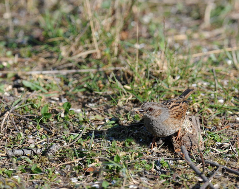 Passera scopaiola - Prunella modularis