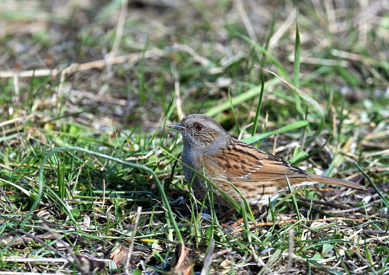 Passera scopaiola - Prunella modularis