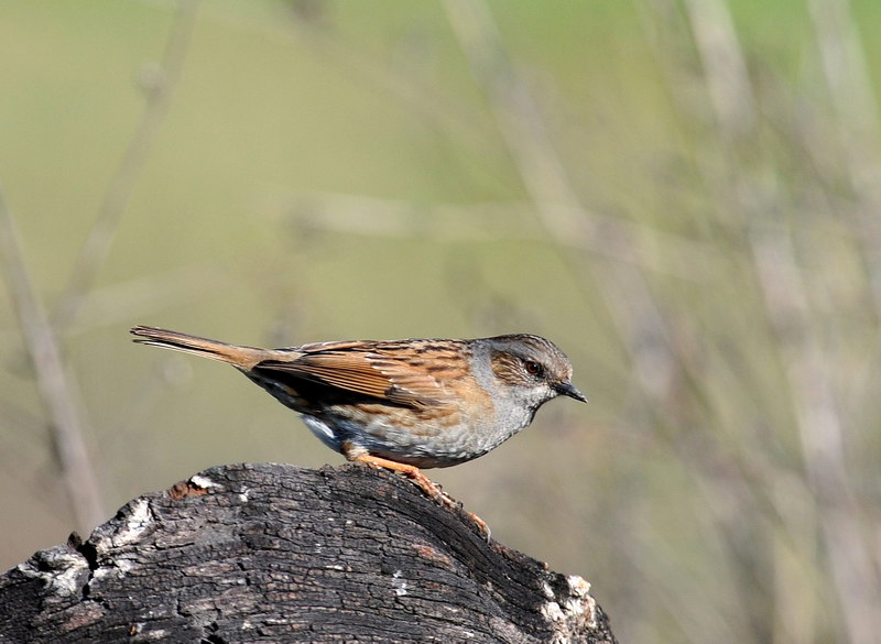 Passera scopaiola - Prunella modularis