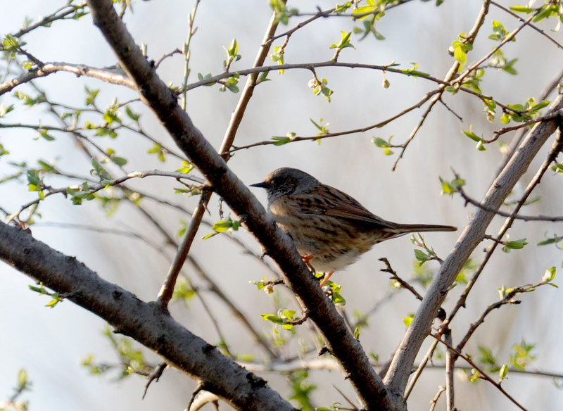 Passera scopaiola - Prunella modularis